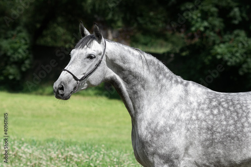 Portrait of a beautiful gray horse on natural green summer background  head closeup