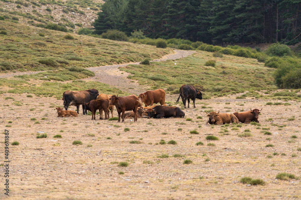 Herd of cow in freedom in Sierra Nevada in southern Spain Herd of cow in freedom in Sierra Nevada in southern Spain