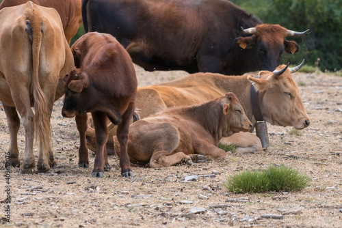 Herd of cow in freedom in Sierra Nevada in southern Spain
