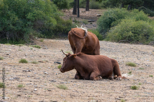 cows in freedom in Sierra Nevada in southern Spain © Javier