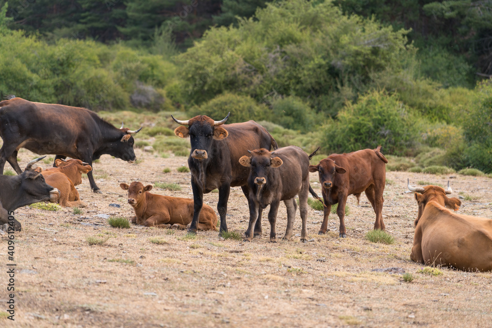 Herd of cow in freedom in Sierra Nevada in southern Spain