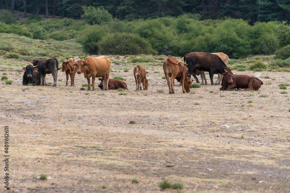 Herd of cow in freedom in Sierra Nevada in southern Spain Herd of cow in freedom in Sierra Nevada in southern Spain