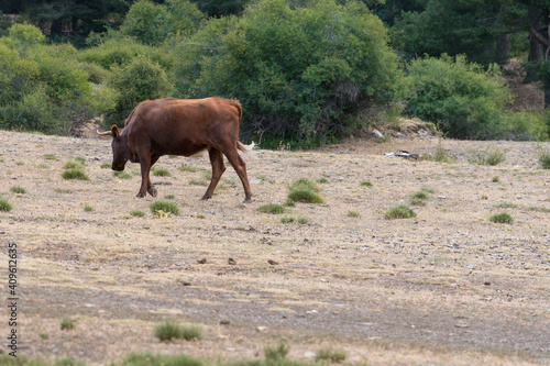 cow in freedom in Sierra Nevada in southern Spain