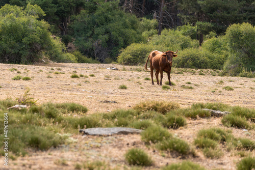 cow in freedom in Sierra Nevada in southern Spain