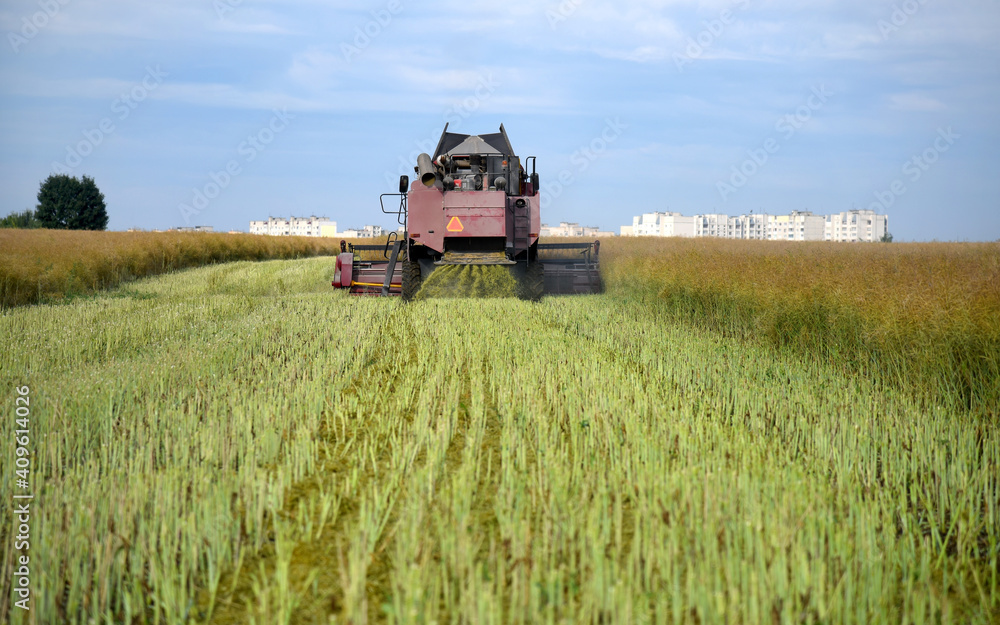 Fototapeta premium Combine harvester in a rapeseed field. City houses are visible in the background.