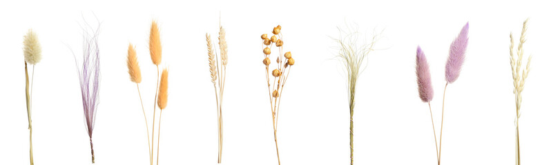 Set with beautiful decorative dry flowers on white background, banner design