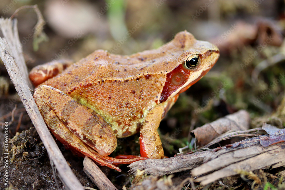 Obraz premium frog on the ground close up