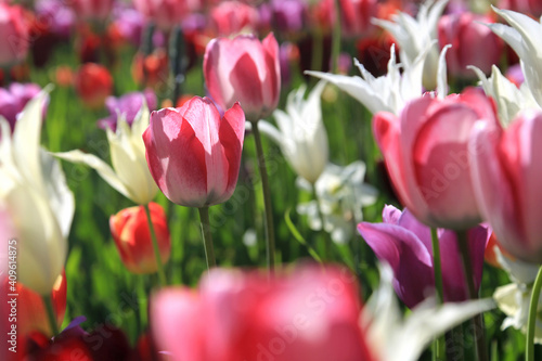Fototapeta Naklejka Na Ścianę i Meble -  Blühende Tulpen im Frühling	
