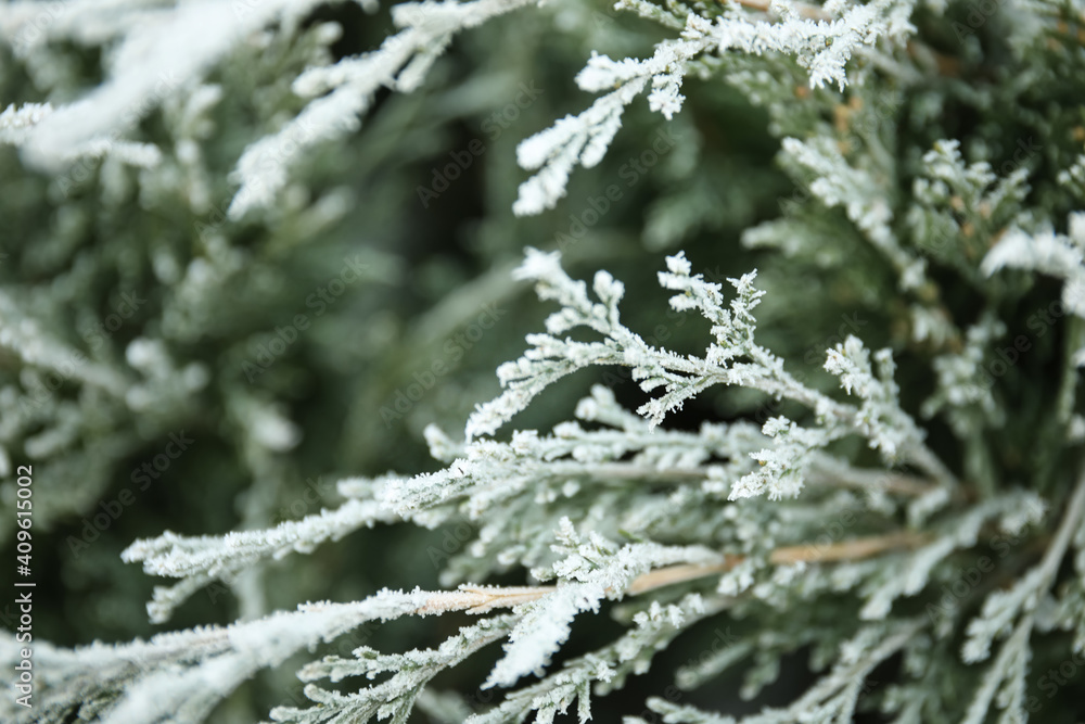 Branch of coniferous tree covered with hoarfrost outdoors on cold winter morning, closeup