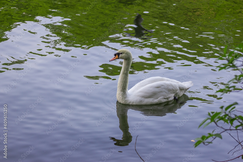 Fototapeta premium White swan on the water