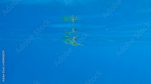 Close-up of Needlefish swims in the blue water in sunrlight photo