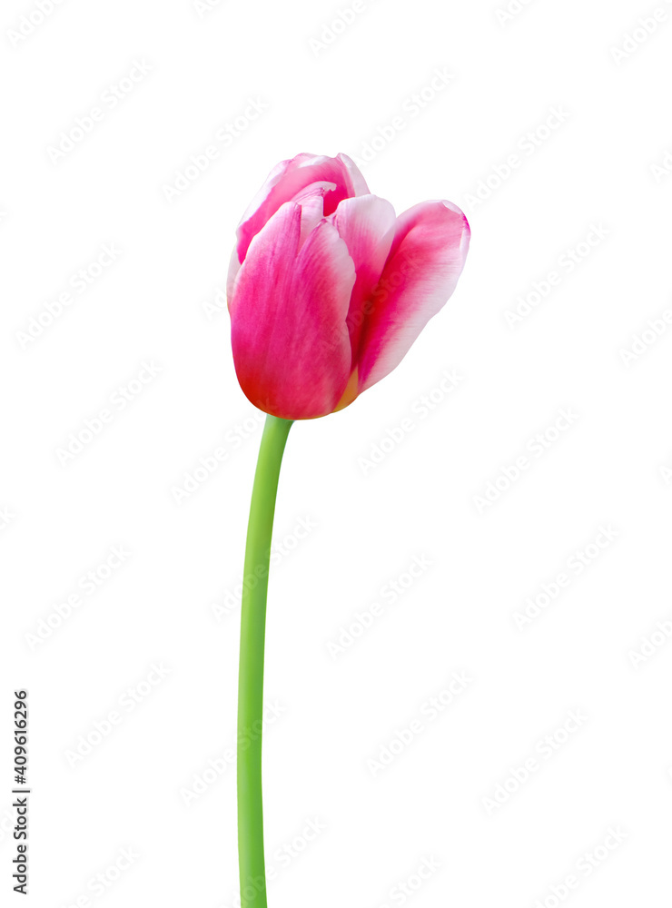 Tulip flower isolated on white background. Useful for beautiful floral design on holiday like 8 March (International Women day), Mother's day gift card, Easter Tulip flower isolated on white background. Useful for beautiful floral design on holiday like 8 March (International Women day), Mother's day gift card, Easter