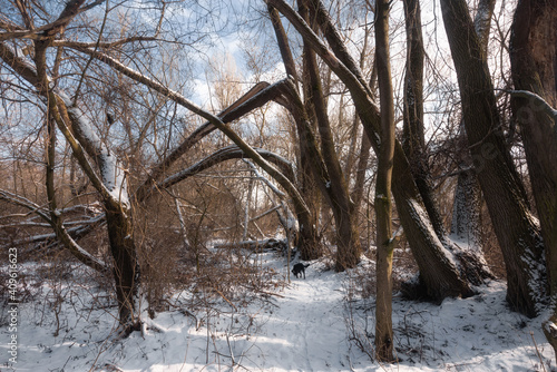 trees in the snow