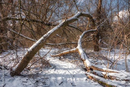 trees in the snow
