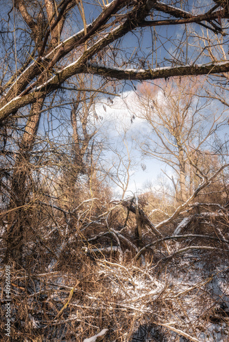 tree in the forest