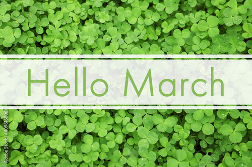 Canvas-taulu Hello March. Green clover leaves as background