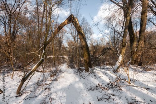 winter in the forest