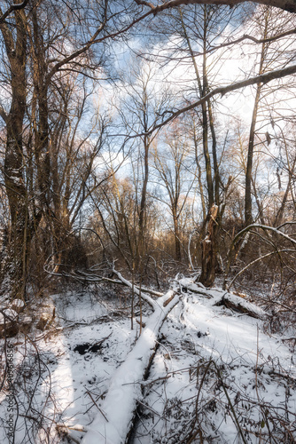 winter forest