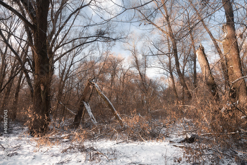 trees in the snow