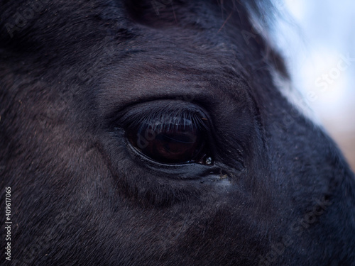 Close up of the eye of an Hannoverian mare.