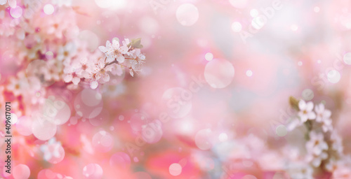 Closeup view of blossoming tree outdoors on spring day, banner design