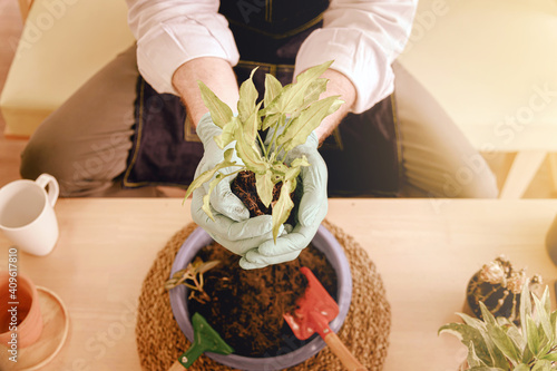 Top view of gardener senior man holding a fresh seedling with soil in hands as a hobby of home gardening at home. new life and environmental conservation concept