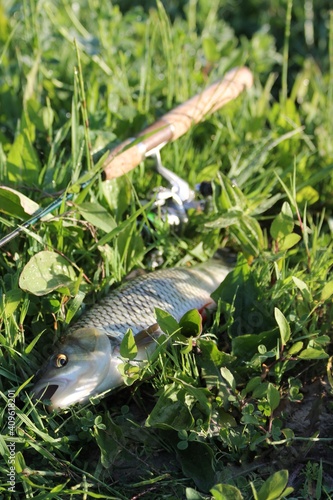 fish in the grass
