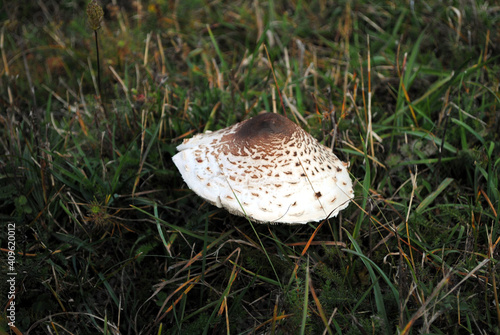 Macrolepiota procera mushroom on the grass.