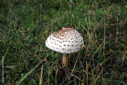 Macrolepiota procera mushroom on the grass