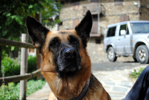 German shepherd portrait.