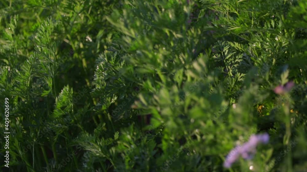 Stockvideo Coriander white flowers in garden small Vegetable green