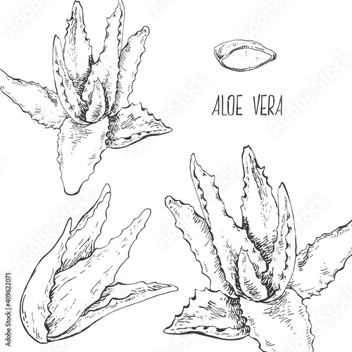 Hand drawn vector illustration aloe vera plant set. Isolated monochrome picture of succulet for design, packaging