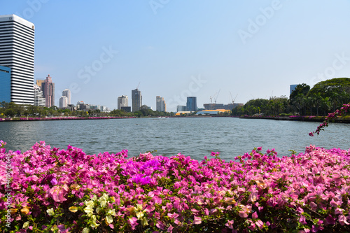 The view of the Benjakitti Park in Bangkok with lots of skyscrapers and blooming pink flowers