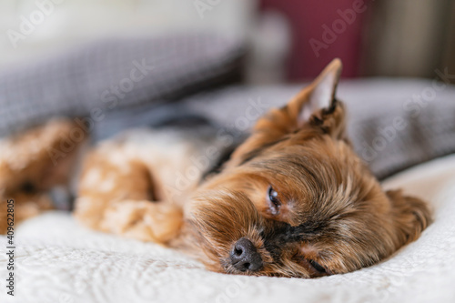 Yorkshire terrier resting in a bed, sleeping little black dog lying in a bedroom. Selective focus, copy space.