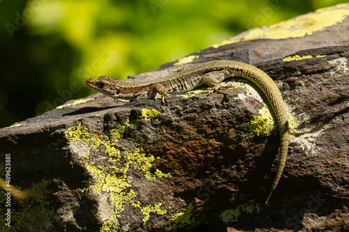 Pyrenean rock lizard, Iberolacerta bonnali, on the rock with yellowish green background, selective focus photo