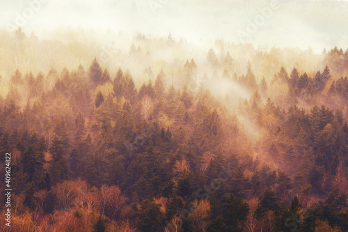 Fog on trees in the evening forest. Top view of the trees in the park