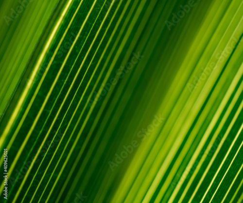 Beautiful exotic pattern of green tropical palm leaves