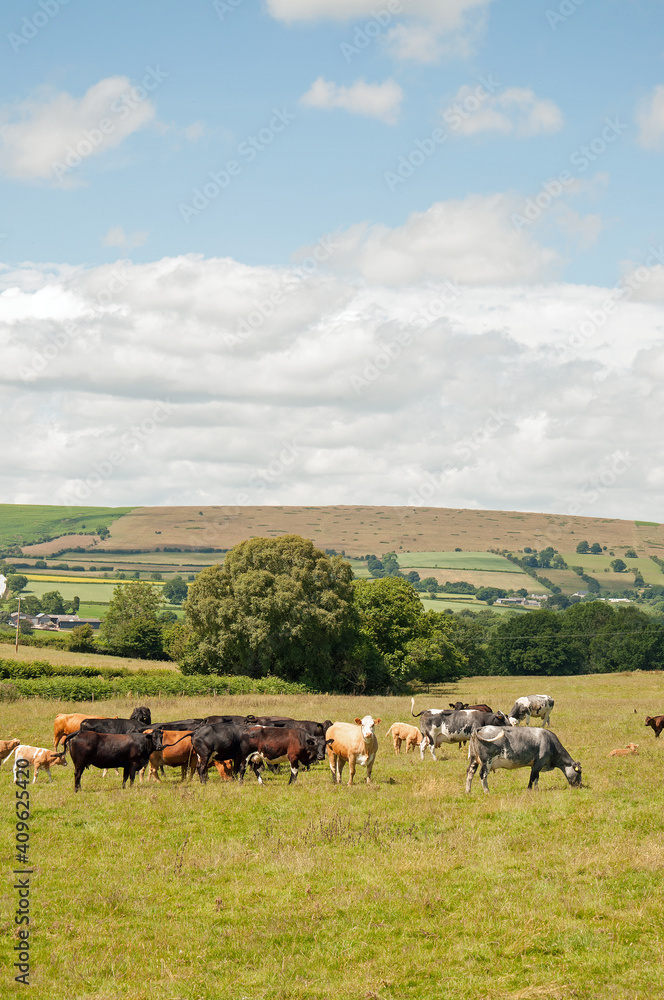 Welsh hills in the summertime.