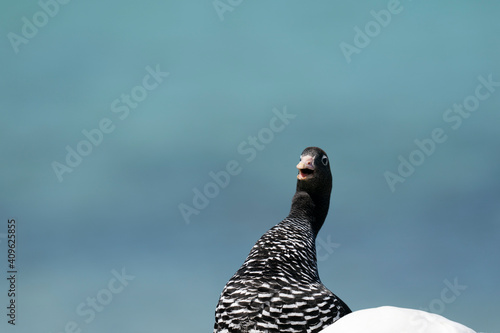 The Kelp Goose (Chloephaga hybrida) photo