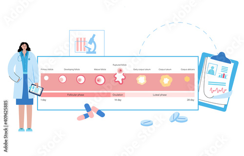 Menstrual cycle concept