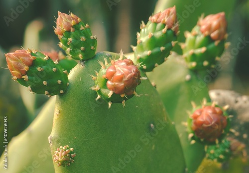photo of artistic opuntia in the garden