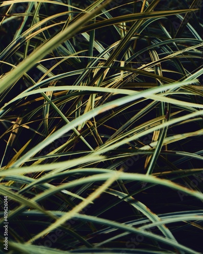 photo of artistic grass in the garden