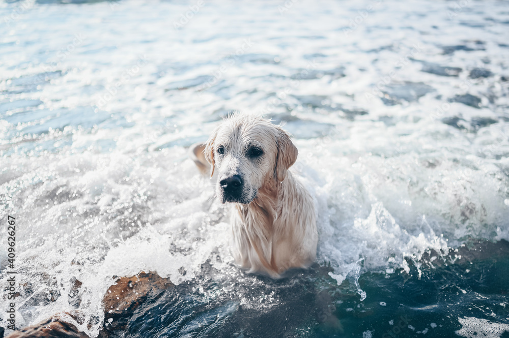 Happy cheerful golden retriever swimming running jumping plays with water on the sea coast in summer. Happy cheerful golden retriever swimming running jumping plays with water on the sea coast in summer.