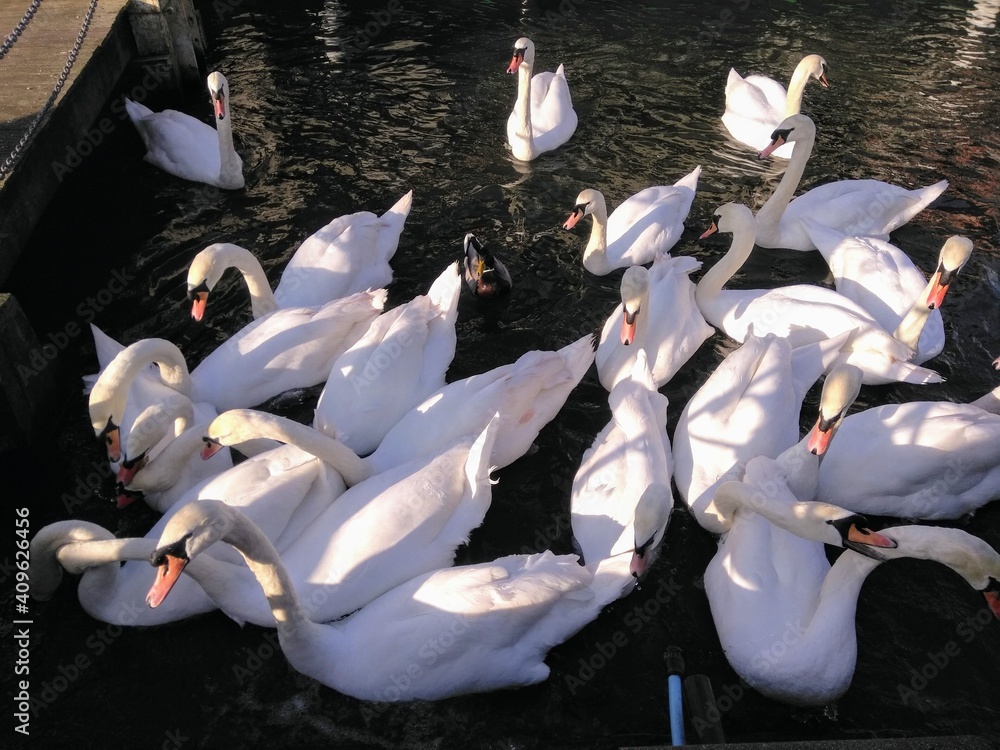 Obraz premium swans on the river Thames