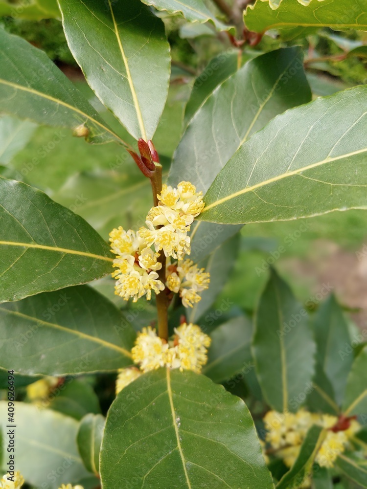 Bay leave tree and its flowers Bay leave tree and its flowers