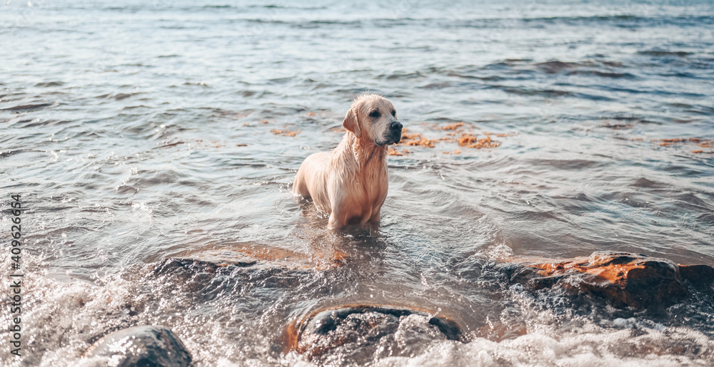 Obraz premium Happy cheerful golden retriever swimming running jumping plays with water on the sea coast in summer.