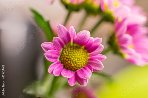 Pink chrysanthemum flowers close-up  macro shot.