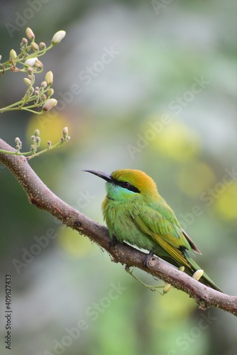 bee eater bird © गंगाधर Photography