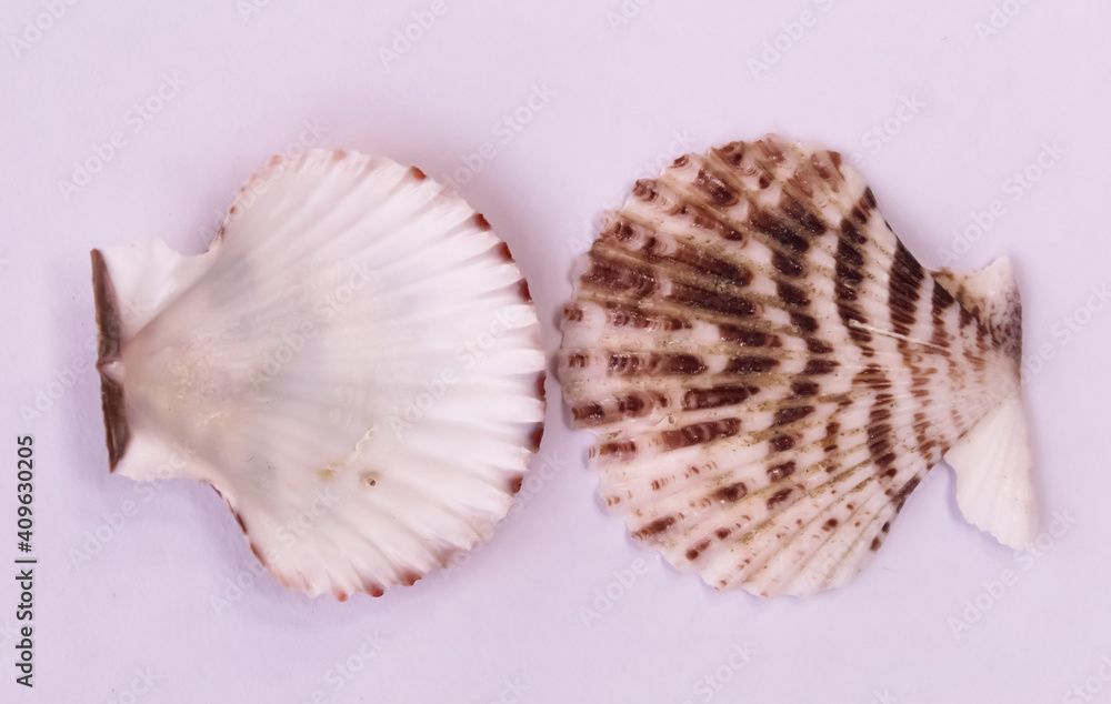 These are snail shell on white background These are snail shell on white background