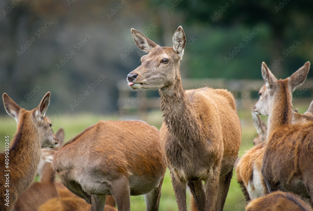 A red deer doe standing in a hers. She is looking left and had her tongue out. A red deer with attitude